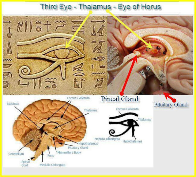 pineal gland, 3rd eye, mystery of the pineal gland