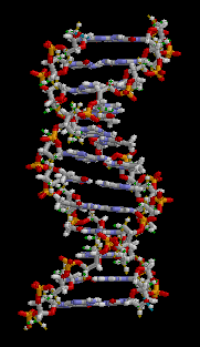 DNA_animation