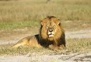 Cecil the Lion – Prophetic Sign