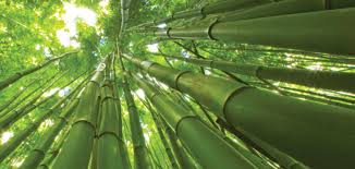 Parable of the Bamboo