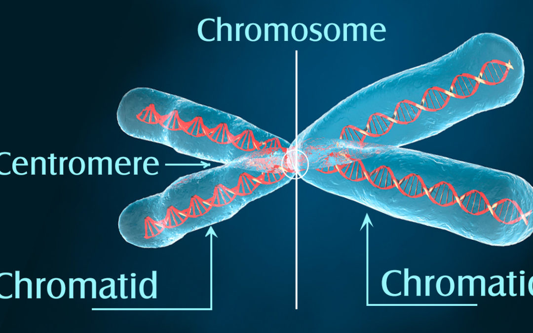Number 22 & Christ Church Chromosome