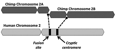 Chromosome #2 & Kamala Harris For President?